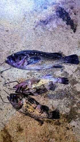 クロソイの釣果