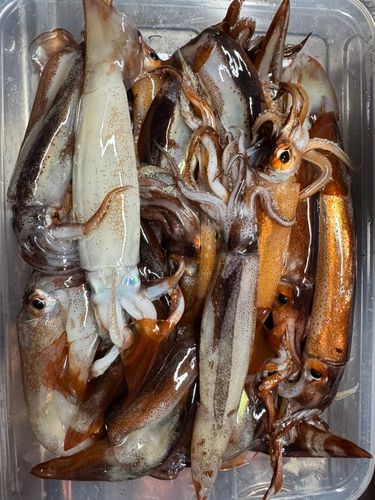 ムギイカの釣果