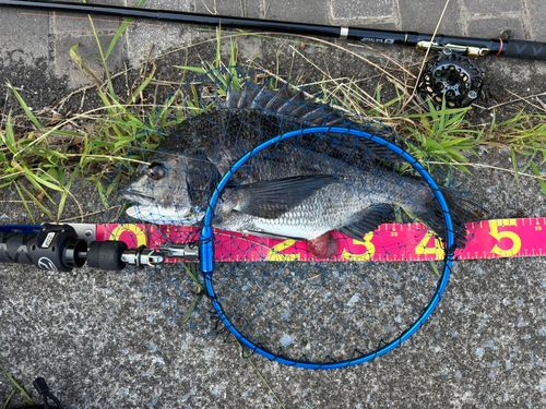 クロダイの釣果