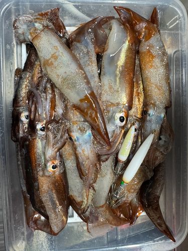 ムギイカの釣果