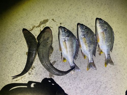 マゴチの釣果