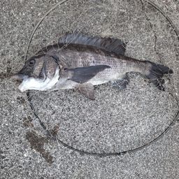 チヌ