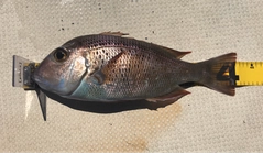 シロダイの釣果