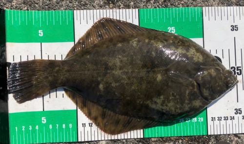 カレイの釣果