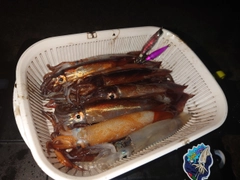 イカの釣果