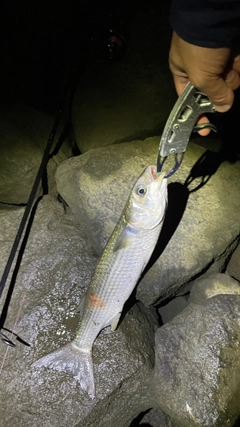 ボラの釣果