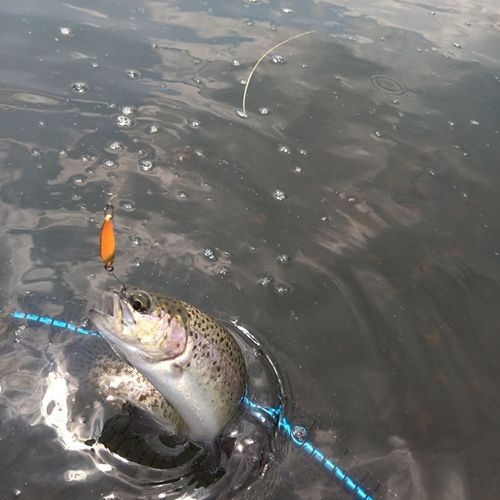 ニジマスの釣果