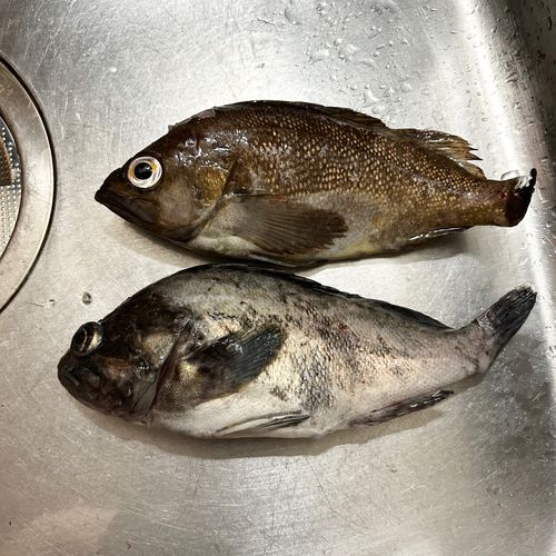クロソイの釣果