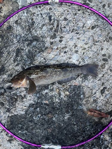 アイナメの釣果