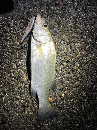 マルスズキの釣果
