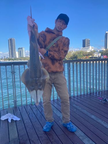 サメの釣果