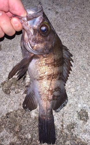 メバルの釣果