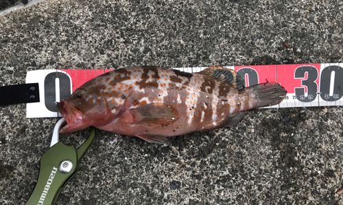 キジハタの釣果