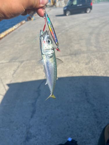 サバの釣果