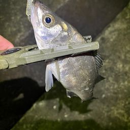 セイゴ（ヒラスズキ）