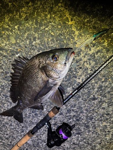 チヌの釣果