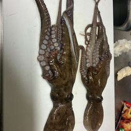 タコ