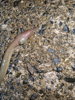 ダイナンウミヘビの釣果