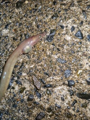 ダイナンウミヘビの釣果