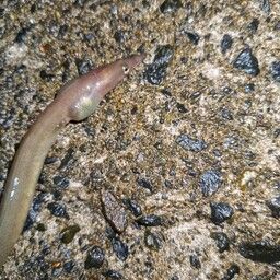 ダイナンウミヘビ