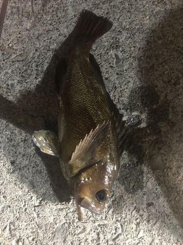 ガヤの釣果