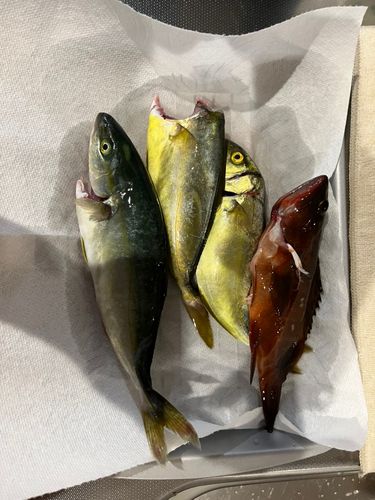 釣果