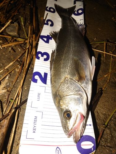 スズキの釣果