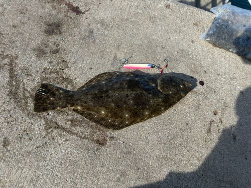 ソゲの釣果