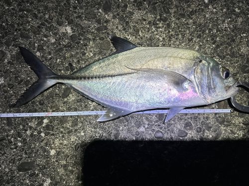 カスミアジの釣果