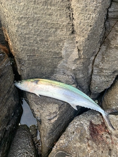 サワラの釣果