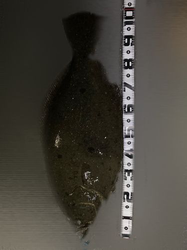 ヒラメの釣果