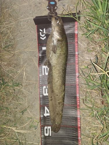 ニホンナマズの釣果
