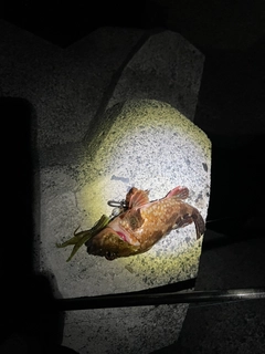 カサゴの釣果