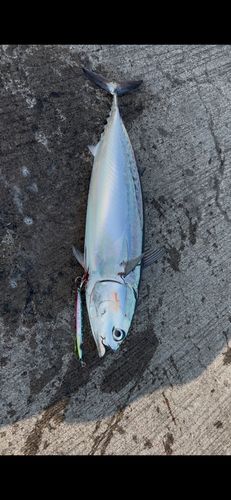 ソウダガツオの釣果