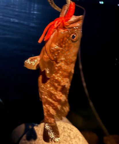 アコウの釣果