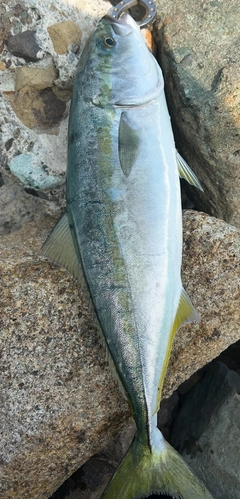 ハマチの釣果