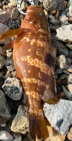 キジハタの釣果