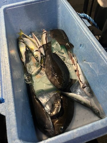 サバの釣果