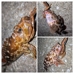 カサゴの釣果