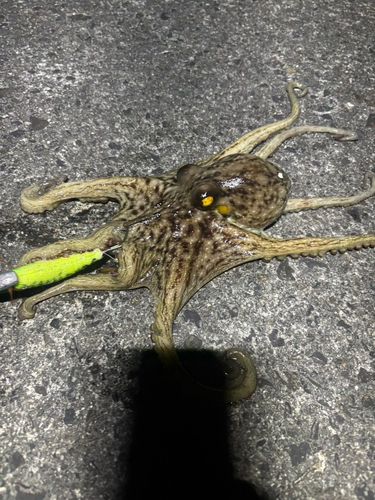 タコの釣果