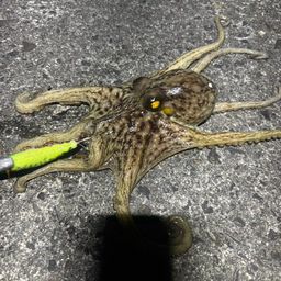 タコ