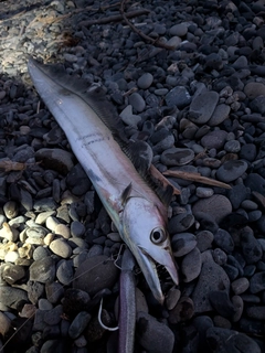 タチウオの釣果