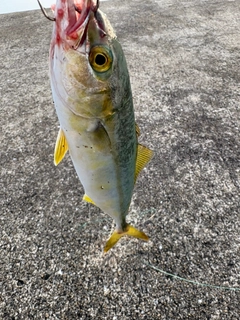 ワカシの釣果