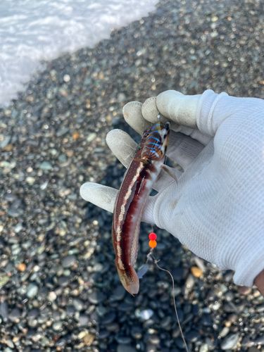 トラギスの釣果