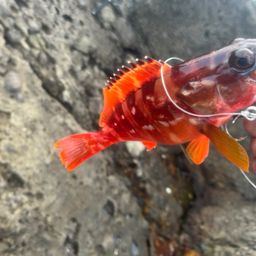 アカハタ