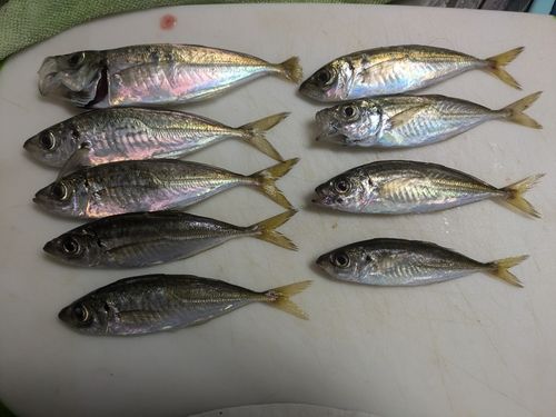マアジの釣果