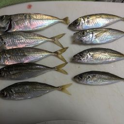 マアジ