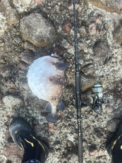 イシガキフグの釣果