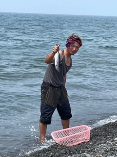マルソウダの釣果