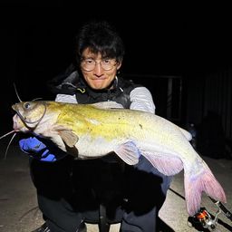 アメリカナマズ
